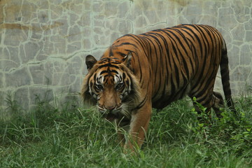 tiger in zoo