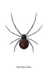 Black Widow Spider vector on white background.This picture is option for graphic design,education,science,agriculture.