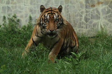 tiger in zoo