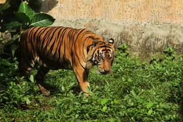 tiger in zoo