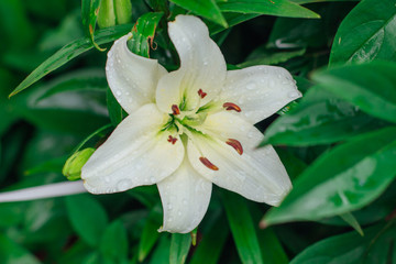 Big beautiful white lily in the garden.