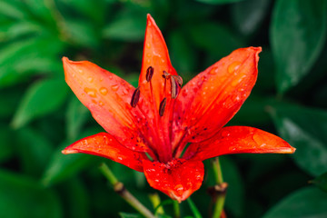 Big beautiful orange lily in the garden.