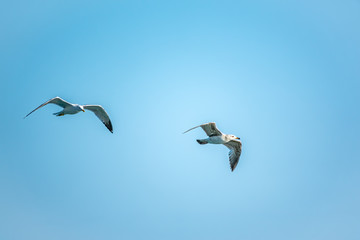 Two Sea gulls in the clear blue sky
