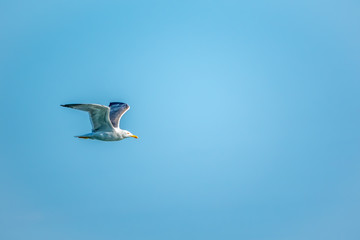 Sea gull in the clear blue sky.