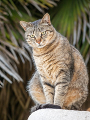 Naklejka na ściany i meble Street cat sits on a large stone on a green background.