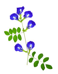 Butterfly pea flower on white background , Clitoria ternatea. Top view