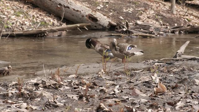 Ducks Couple Cleaning their Feathers near Stream in Forest in Spring. 4K
