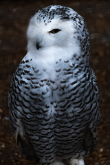 portrait of an owl