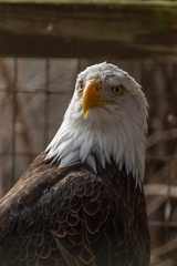 portrait of an eagle