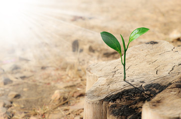 A small tree growing on a tree stump that was cut in the midst of drought.
