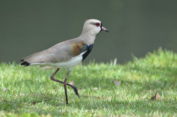 bird on grass