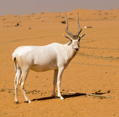 Portret van Addax die tijdens een zonnige dag in de woestijn staat