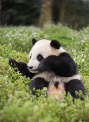 Giant panda, Ailuropoda melanoleuca, approximately 6-8 months old, sitting upright in wildflowers.