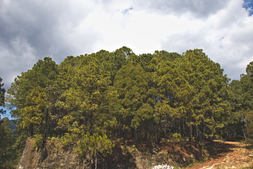 Bosque, montaña, cerro