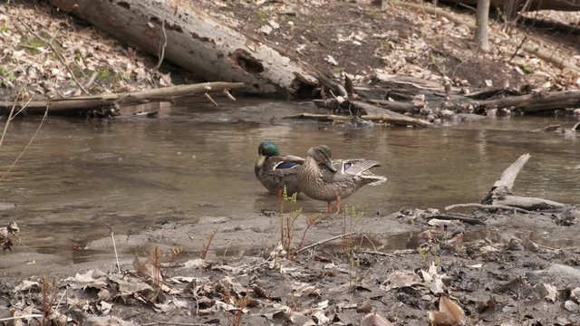 Ducks Couple Cleaning their Feathers near Stream in Forest in Spring. 4K