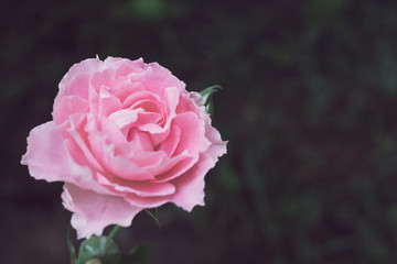 Beautiful pastel pink roses blooming  Natural flowers background