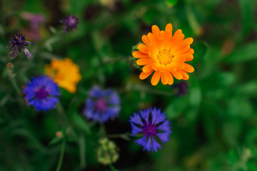 Orange calendula with blooming purple cornflowers on the background.