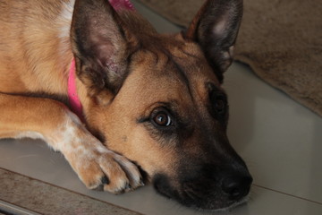 dog in front of window