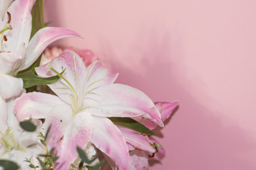 Obraz premium White lilies close-up on a pink background.