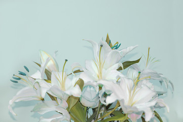 White lilies on a blue background.
