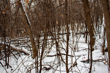 Winter in the Forest