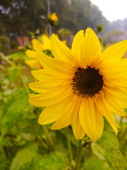 Fototapeta premium sunflower in a field
