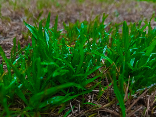 green grass in spring