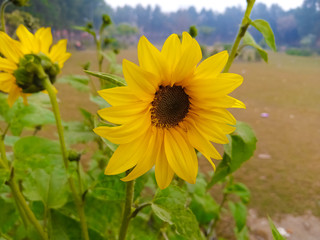 sunflower in the garden.