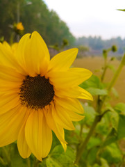Fototapeta premium sunflower in the garden