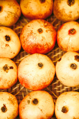 Bright colored pomegranates in a basket. Background texture concept. Outdoor shot.