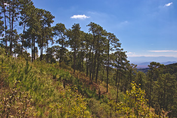 Bosque, montaña, cerro