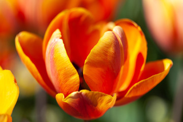 Closeup up of a red and yellow varigated tulip in a field.