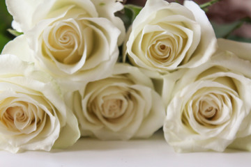 Bunch of white roses close up on blank surface. Backdrop for Saint Valentine's Day, International Women's Day, Mother's Day. Romantic greeting card, poster, invitation template