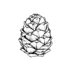 Cedar cone, sketch for your design