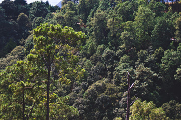 Bosque, montaña, cerro