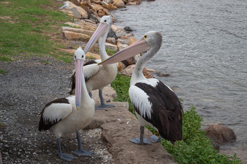 A group of tree australian pelicans is looking curiously.