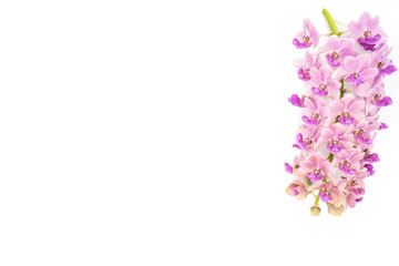 Pink Rhynchostylis orchid isolated on white background, copy Space.