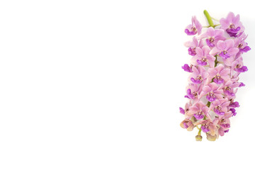 Fototapeta na wymiar Pink Rhynchostylis orchid isolated on white background, copy Space.