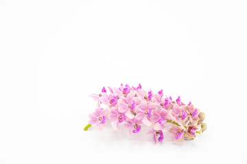 Pink Rhynchostylis orchid isolated on white background, copy Space.