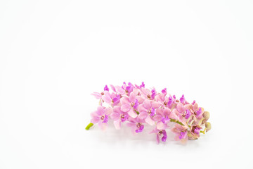 Pink Rhynchostylis orchid isolated on white background, copy Space.