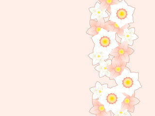 ピンクの水仙のイラスト背景