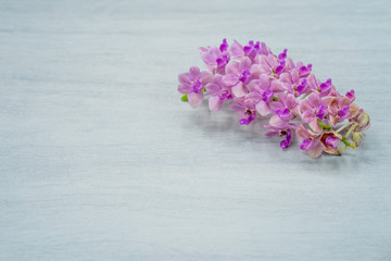 Pink Rhynchostylis orchid isolated on textured tile background, copy Space.