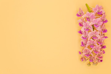 Pink Rhynchostylis orchid isolated on yellow background, copy Space.