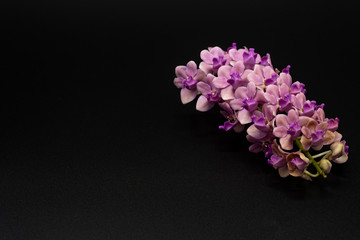 Pink Rhynchostylis orchid isolated on Black background, copy Space.