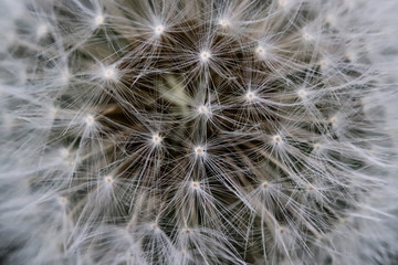 Fototapeta na wymiar Highly detailed close up of dry dandelion flower. Beautiful forest wild blooms and seeds.