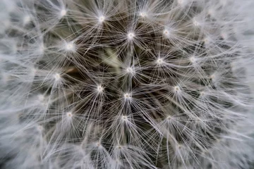 Foto op Aluminium Highly detailed close up of dry dandelion flower. Beautiful forest wild blooms and seeds. © PhoenixNeon