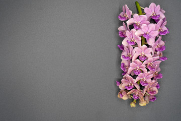 Pink Rhynchostylis orchid isolated on grey background, copy Space.
