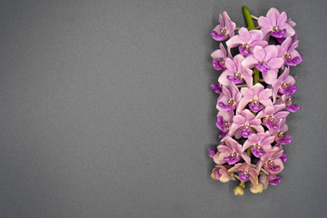 Pink Rhynchostylis orchid isolated on grey background, copy Space.