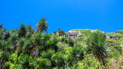 Fototapeta na wymiar vegetation of the cliffs of the city of Torres