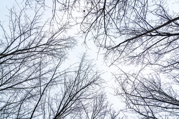 The branches of trees were thick under the overcast winter sky